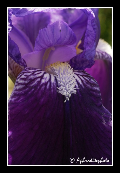 108Fleurs